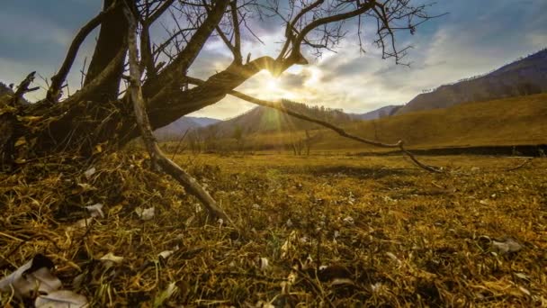 Uhd Time Lapse Death Tree Drought Disaster Dry Yellow Grass — Stock Video