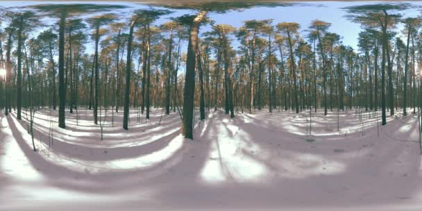 在冬日阳光明媚的早晨或日落的时候 360 Vr美丽的积雪覆盖了野生西伯利亚自然的风景 静谧无声的森林 白雪铺满 松树长满了绿叶 — 图库视频影像