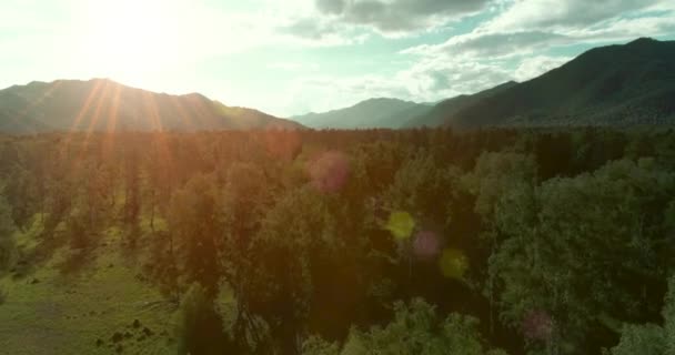 Aerial View Low Flight Evergreen Pine Tree Landscape Endless Mountain — Stock Video