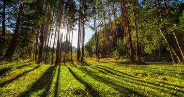 Dağ Yeşili Çam Ağacı Ormanı yaz ve sonbaharda zaman aşımına uğrar. Vahşi doğa, berrak su ve kırsal vadi. Güneş ışınları, küçük dere ve sarı otlar. Motorlu doli kaydırma hareketi