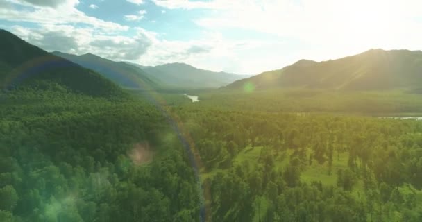 Aerial View Low Flight Evergreen Pine Tree Landscape Endless Mountain — Stock Video