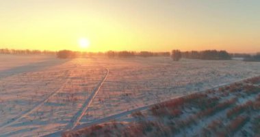 Arktik çayırlı soğuk kış manzarası, karla kaplı ağaçlar ve ufukta sabah güneşleri. Aşırı hava.