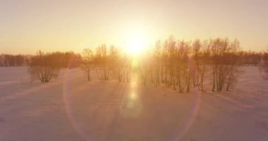 Arktik çayırlı soğuk kış manzarası, karla kaplı ağaçlar ve ufukta sabah güneşleri. Aşırı hava.