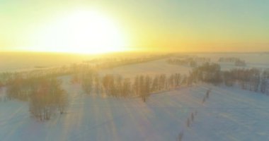 Arktik çayırlı soğuk kış manzarası, karla kaplı ağaçlar ve ufukta sabah güneşleri. Aşırı hava.