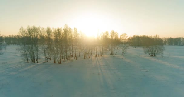 Drohnenaufnahme Der Kalten Winterlandschaft Mit Arktischem Feld Bäumen Die Mit — Stockvideo