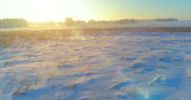 Arktik çayırlı soğuk kış manzarası, karla kaplı ağaçlar ve ufukta sabah güneşleri. Aşırı hava.