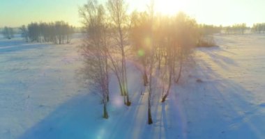 Arktik çayırlı soğuk kış manzarası, karla kaplı ağaçlar ve ufukta sabah güneşleri. Aşırı hava.