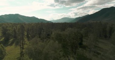4K hava görüntüsü. Güneşli bir yaz akşamında sonsuz dağ ormanları olan sonsuz yeşil çam ağacı manzarasının üzerinde alçak uçuş. Ufuktaki güneş ışınları. Hızlı yatay hareket. Vahşi doğa.