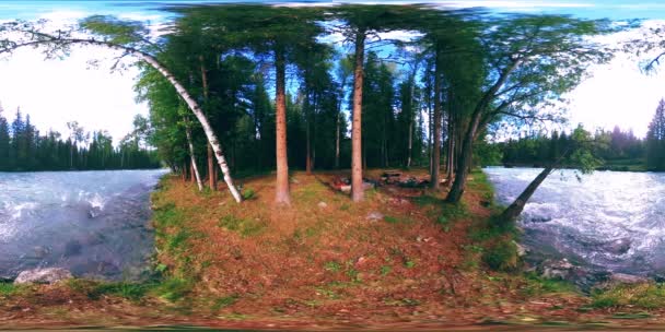 360 Virtual Reality Einer Wilden Waldszene Frühherbst Oder Sommer Kiefernwald — Stockvideo