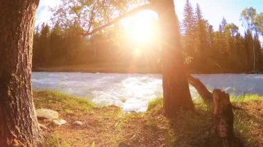 4K UHD dağlık nehir kıyısındaki çayırlarda yeşil çimenler, çam ağaçları ve güneş ışınları. Sonbahar ya da yaz havası. Motorlu kaydırma dolly üzerinde yumuşak hareket.