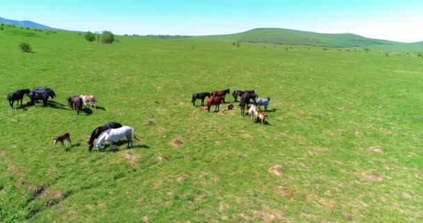 空中的Uhd 4K飞越了草原上的野马群 飞越狂野的夏日群山 美丽的动物在阳光明媚的乡村绿草农场 自由生态概念 — 图库视频影像