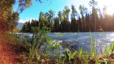 4K UHD dağlık nehir kıyısındaki çayırlarda yeşil çimenler, çam ağaçları ve güneş ışınları. Sonbahar ya da yaz havası. Motorlu kaydırma dolly üzerinde yumuşak hareket.