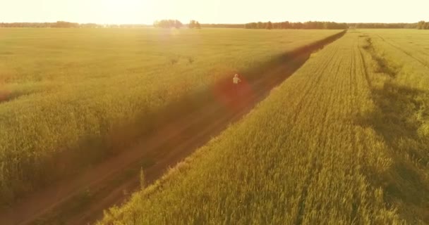空中俯瞰着小男孩 那是骑自行车穿过老乡路上的麦田 夏天的草地上有温暖的阳光和光芒 健康童年概念 — 图库视频影像