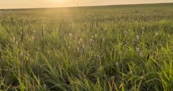 Uhdフラット牧草地は夏または秋の時間に経過します 野生の無限の自然と農村のフィールド 緑の草の上に太陽の光線 電動ドリルスライダーの動き — ストック動画