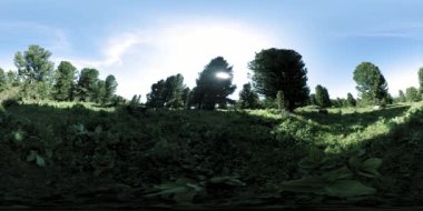 UHD 4K 360 VR yeşil dağ ormanı. Güneş ışınları ve gölgeler, çimenler ve çam ağaçları mavi gökyüzü ve temiz hava üzerinde.