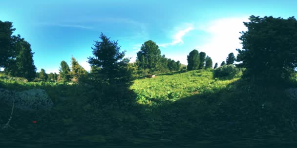 Uhd 360 Zeleného Horského Lesa Sluneční Paprsky Stíny Tráva Borovice — Stock video