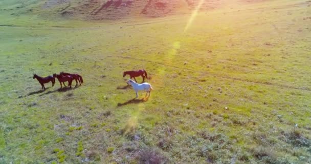 Uhd Flygfoto Låg Höjd Orbital Drone Flygningen Över Vilda Hästar — Stockvideo