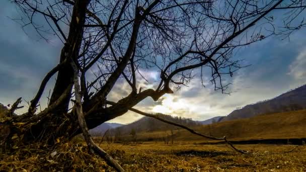 Prăbuşirea Timpului Uhd Copacului Morţii Dezastrul Secetei Iarba Galbenă Uscată — Videoclip de stoc