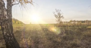 4K UHD düz çayır zamanı yaz veya sonbahar günbatımında. Vahşi Rus doğası ve kırsal alan. Güneş ışınları, ağaçlar, yeşil çimen hareketleri. Motorlu doli kaydırıcı