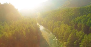 4K hava bakış açısı. Güneşli yaz sabahında, taze, hızlı dağ nehri üzerinde kayalıklarla alçak irtifa uçuşu. Yeşil çam ağaçları ve güneş ışınları. Saf soğuk su akıntısı.