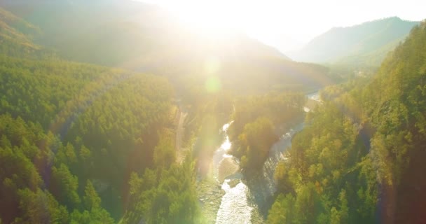 4K空中視点 晴れた夏の朝に岩と新鮮な速い山の川の上の低高度飛行 緑の松の木と太陽の光線 純粋な冷たい水の流れ — ストック動画