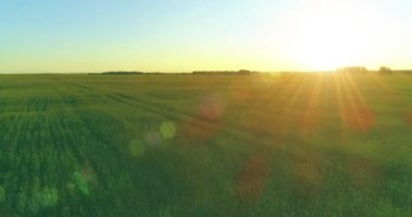 Hava görüntüsü. Yaz mevsiminde, sonsuz sarı manzaralı kırsal arazinin üzerinde alçak irtifa uçuşu. Ufuktaki güneş ışınları. Hızlı yatay hareket. Sonbaharda tarım arazisi.