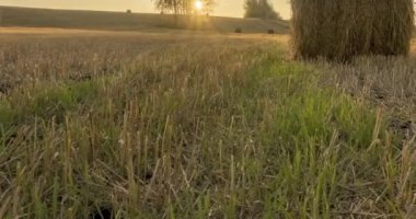 4K UHD düz tepe çayırlık zaman dilimi yaz günbatımında. Vahşi doğa ve çim tarlasında kırsal samanlıklar. Güneş ışınları ve yeşil ağaçlar. Motorlu doli kaydırıcı