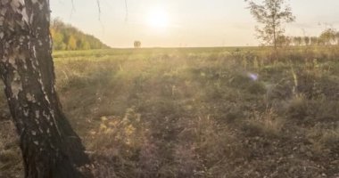 4K UHD düz çayır zamanı yaz veya sonbahar günbatımında. Vahşi Rus doğası ve kırsal alan. Güneş ışınları, ağaçlar, yeşil çimen hareketleri. Motorlu doli kaydırıcı