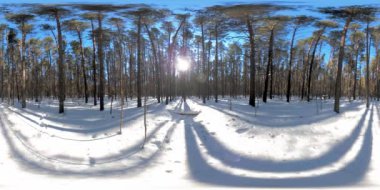 Kışın güneşli sabahlarında ve gün batımında Sibirya 'nın vahşi doğasında 360 derece kar yağar. Sessiz, gürültüsüz bir orman, beyaz kar ve kocaman yeşil çam ağaçları.