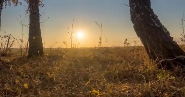 Uhd Düz Çayır Zamanı Yaz Veya Sonbahar Günbatımında Vahşi Rus — Stok video