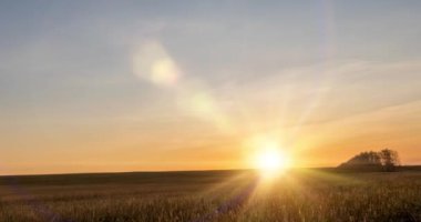 Sonbahar günbatımında 4K düz çayır zamanı. Vahşi doğa ve kırsal çimler. Güneş ışınları ve sarı çimenler. Motorlu doli kaydırma ve panorama hareketi