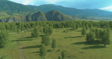 4K hava görüntüsü. Güneşli bir yaz akşamında sonsuz dağ ormanları olan sonsuz yeşil çam ağacı manzarasının üzerinde alçak uçuş. Ufuktaki güneş ışınları. Hızlı yatay hareket. Vahşi doğa.