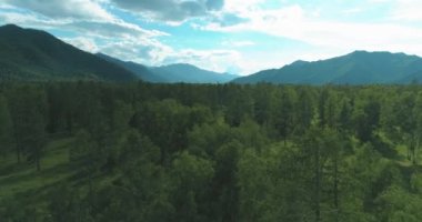 4K hava görüntüsü. Güneşli bir yaz akşamında sonsuz dağ ormanları olan sonsuz yeşil çam ağacı manzarasının üzerinde alçak uçuş. Ufuktaki güneş ışınları. Hızlı yatay hareket. Vahşi doğa.