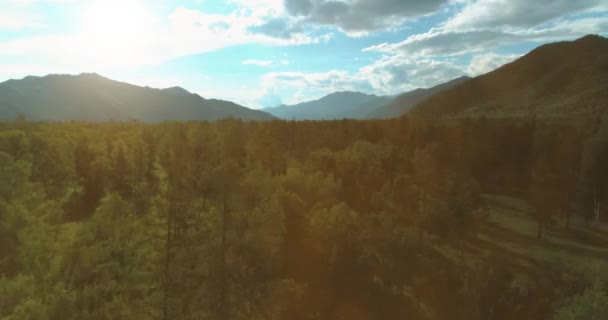 Luftaufnahme Tiefflug Über Immergrüne Kiefernlandschaft Mit Endlosem Bergwald Sonnigen Sommerabenden — Stockvideo