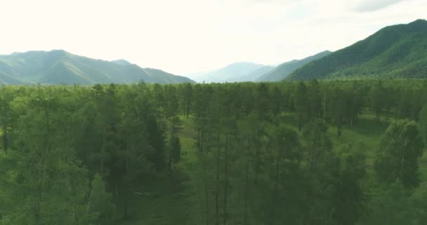 Letecký Pohled Nízký Let Nad Věčně Zelenou Borovicovou Krajinou Nekonečným — Stock video