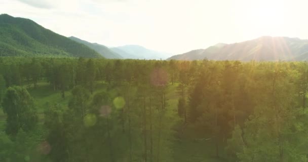 Luftaufnahme Tiefflug Über Immergrüne Kiefernlandschaft Mit Endlosem Bergwald Sonnigen Sommerabenden — Stockvideo