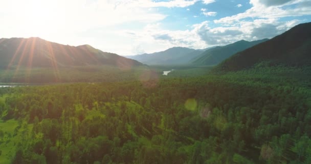 Luftaufnahme Tiefflug Über Immergrüne Kiefernlandschaft Mit Endlosem Bergwald Sonnigen Sommerabenden — Stockvideo