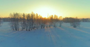 Arktik çayırlı soğuk kış manzarası, karla kaplı ağaçlar ve ufukta sabah güneşleri. Aşırı hava.