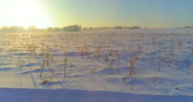 Arktik çayırlı soğuk kış manzarası, karla kaplı ağaçlar ve ufukta sabah güneşleri. Aşırı hava.