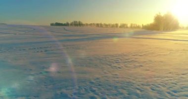 Arktik çayırlı soğuk kış manzarası, karla kaplı ağaçlar ve ufukta sabah güneşleri. Aşırı hava.