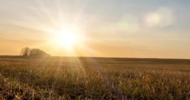 Sonbahar günbatımında 4K düz çayır zamanı. Vahşi doğa ve kırsal çimler. Güneş ışınları ve sarı çimenler. Motorlu doli kaydırma ve panorama hareketi