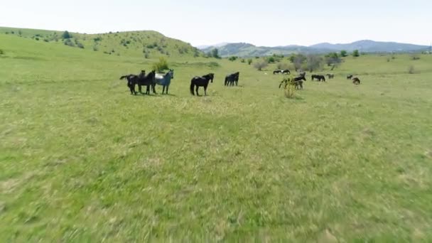 Luchtfoto Uhd Vlucht Wild Verblijvende Paarden Kudde Weide Vliegen Wilde — Stockvideo