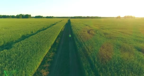 Aerial View Young Boy Rides Bicycle Thru Wheat Grass Field — Stock Video