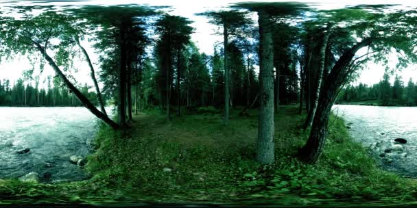 360 Realidad Virtual Una Escena Bosque Salvaje Principios Otoño Verano — Vídeos de Stock