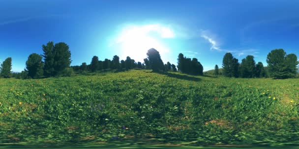 Uhd 360 Forêt Montagne Verte Rayons Soleil Ombre Herbe Pins — Video