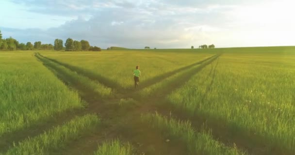Menembak Dari Udara Seorang Anak Sporty Berjalan Melalui Ladang Gandum — Stok Video