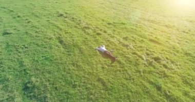 Havadan bakış açısı. Sarı kırsal alanda yeşil çimlerin üzerinde dizüstü bilgisayarı olan bir adam etrafında alçak yörüngeden uçuyordu. Sıradan giyinmiş. Güneş ışınları. Radikal hareket.