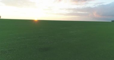 4K UHD hava görüntüsü. Güneşli yaz akşamlarında sonsuz yeşil tarlaları olan kırsal arazinin üzerinde alçak uçuş. Ufuktaki güneş ışınları. Hızlı yatay hareket. Sonbaharda tarım arazisi.