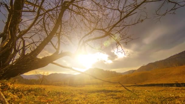 Uhd死亡树的时间间隔和干旱灾害 干燥的黄草和土壤与云和太阳光的山水景观 气候变化 全球变暖和生态问题概念 — 图库视频影像