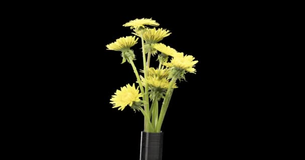 Časová Prodleva Pampelišky Otevírá Zblízka Makro Natáčení Květinové Skupiny Kvetoucí — Stock video